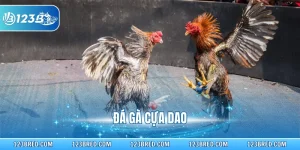 Đá Gà Cựa Dao – Sản Phẩm Giải Trí Hấp Dẫn Tại 123B